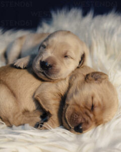 Close-up of puppies sleeping on rug at home