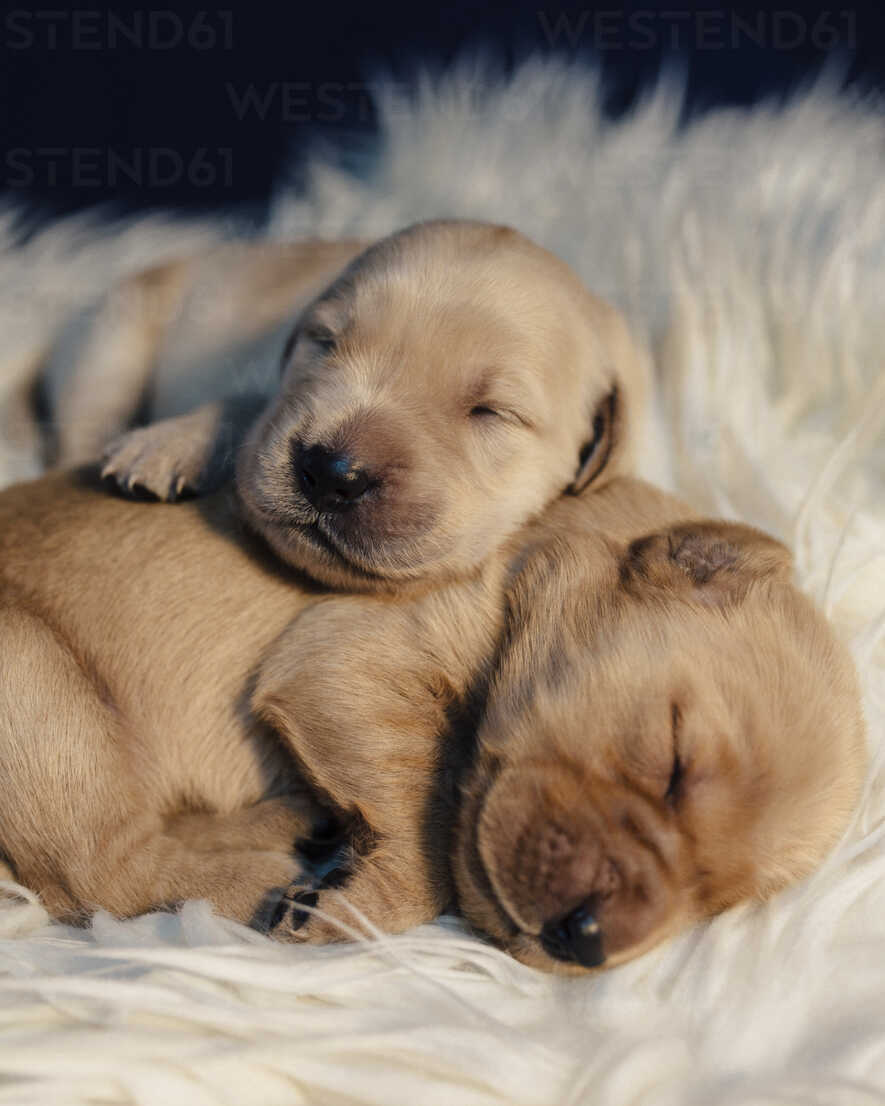 Close-up of puppies sleeping on rug at home