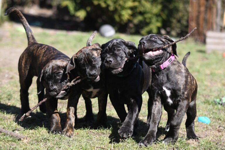 What to Consider When Adopting a Cane Corso