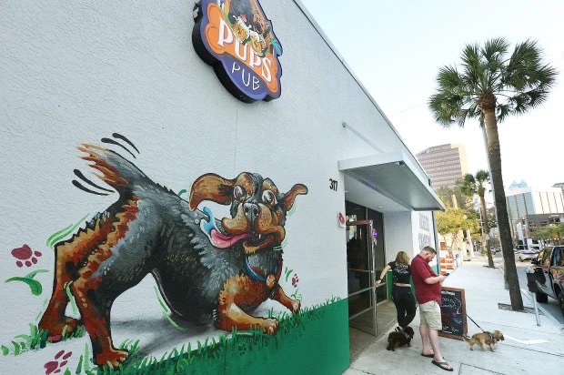 🐾 3 Dog-Friendly Spots in Tampa, FL That You & Your Pup Will Love