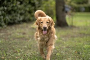 Understanding Tampa, Florida Leash Laws
