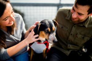 Helping Anxious Dogs Feel Safe and Confident: A Guide for Pet Owners