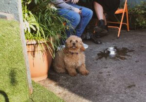 Socialization vs. Obedience What Comes First