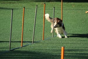 Board & Train vs Private Lessons in Tampa Bay, FL: What’s Right for Your Dog?