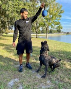 Estivin — Off Leash K9 Training of Tampa